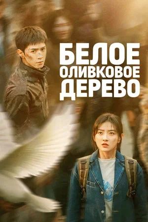 Белое оливковое дерево - постер